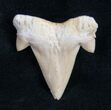 Fossil Mackeral Shark Tooth (Cretolamna) #9999-1